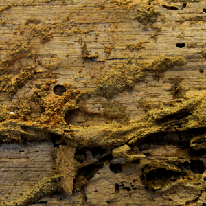 Read more about the article How to Get Rid of Termites Before they Destroy Your House