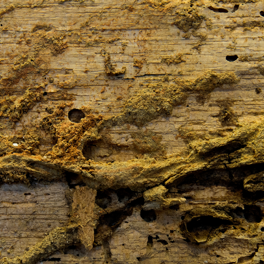 You are currently viewing How to Get Rid of Termites Before they Destroy Your House