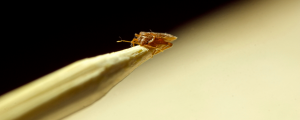 Read more about the article What We Look For in a Bed Bug or Pest Eliminating Service
