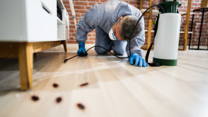 Read more about the article Spider & Insect Control