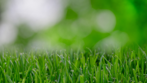 Read more about the article Low-Maintenance Lawns: 10 Tips To Follow